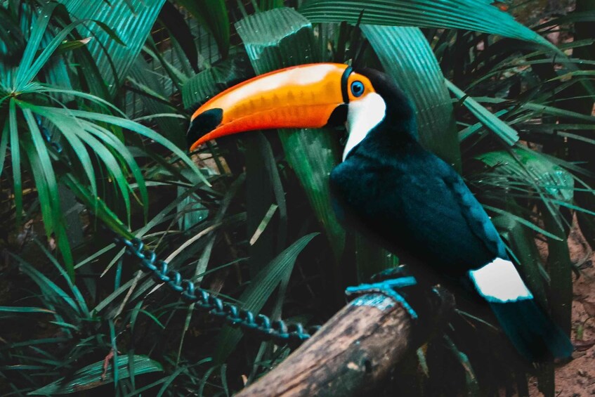 A toucan perched on a branch surrounded by lush green foliage. 5