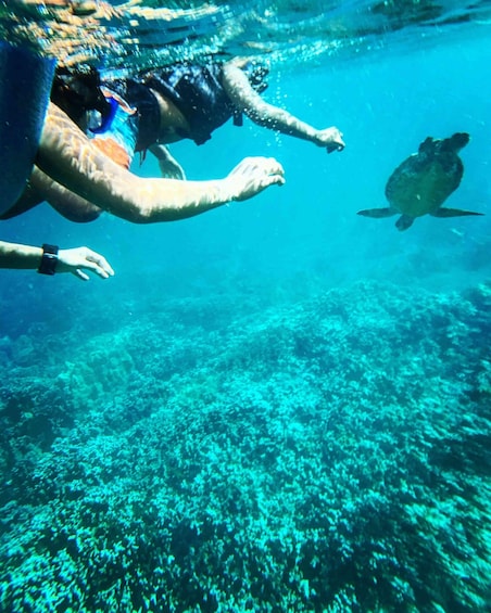 A diver reaching out towards a turtle in clear blue water. 5