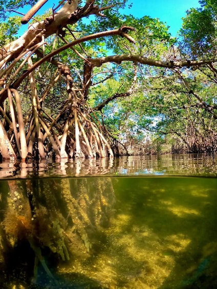 A mangrove forest with dense roots and reflection in calm water. 5