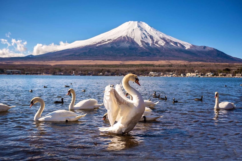 Swans on a lake with a mountain in the background. 5