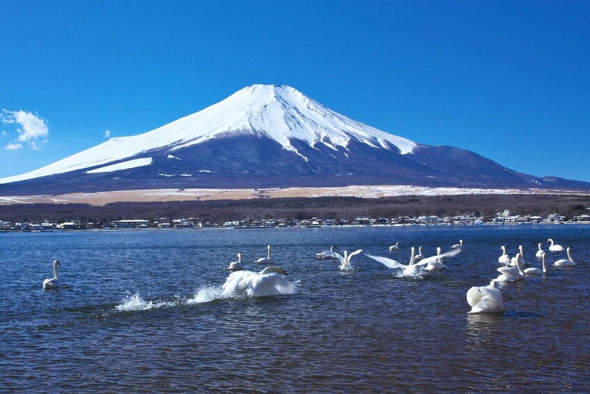 A snowy mountain, swans in a lake, and a distant town. 2