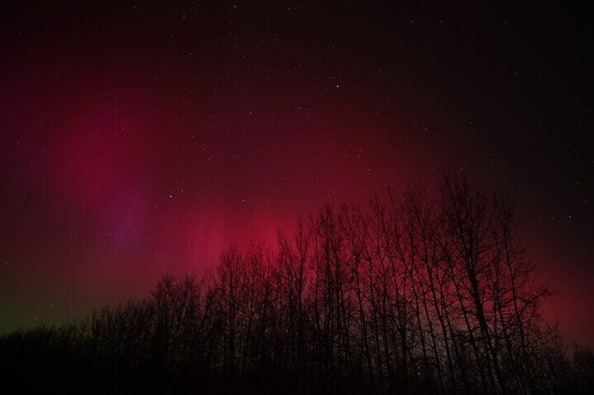 A night sky with a vibrant aurora display above a silhouette of leafless trees. 2