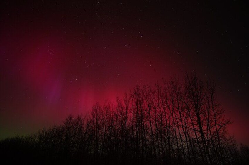 A night sky with a red aurora over a silhouette of leafless trees. 2