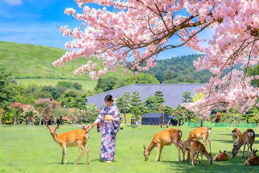 A person in traditional attire with deer in a grassy field, cherry blossoms in the foreground, and a building in the background. 3