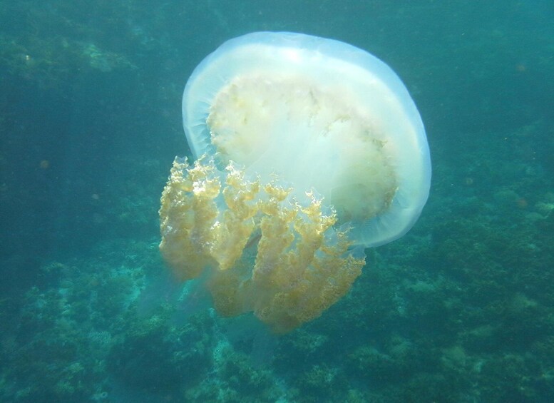 A jellyfish with a translucent bell and visible internal structures, floating above a seabed with marine flora. 2