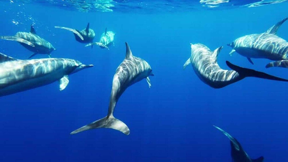A group of dolphins swimming in the ocean. 5