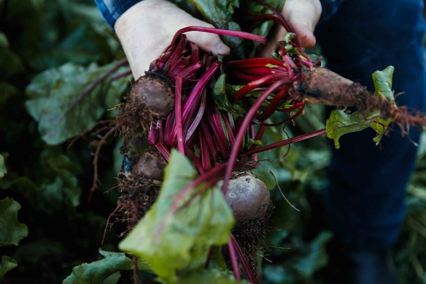 A person holding beetroots with red stems and green leaves. 2