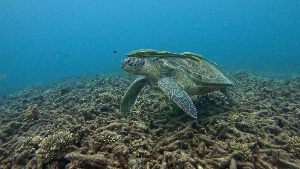 A sea turtle swimming over a coral reef. 2