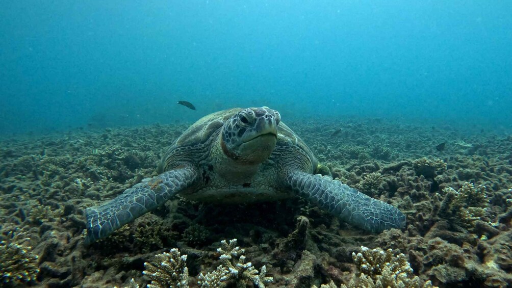 A sea turtle swimming over a coral reef. 1