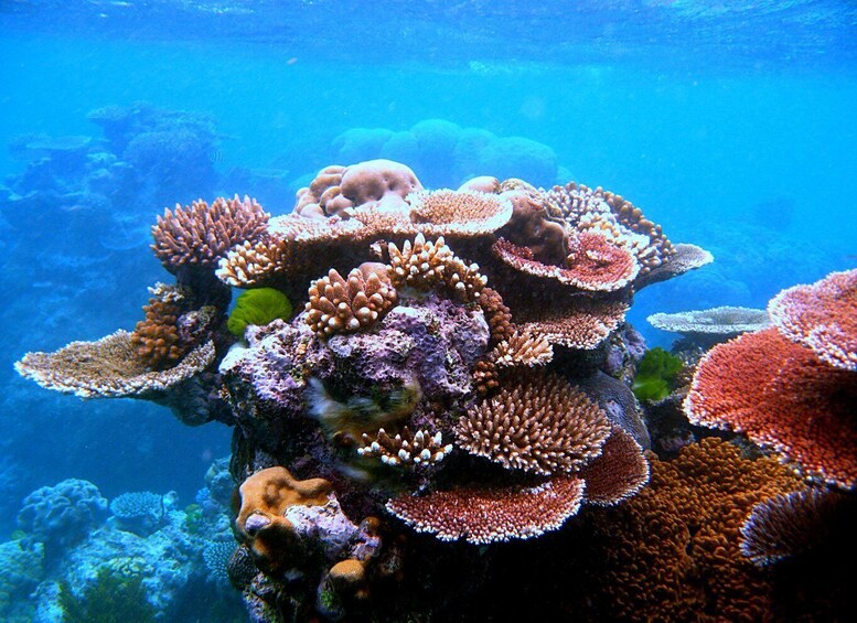 A vibrant coral reef with diverse coral formations and a green sea turtle swimming nearby. 5
