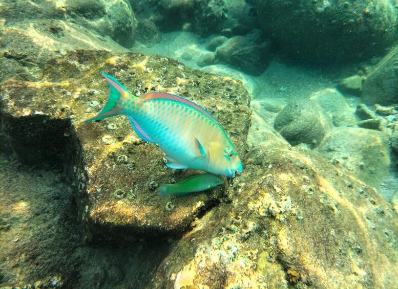 A fish resting on a rock underwater. 3