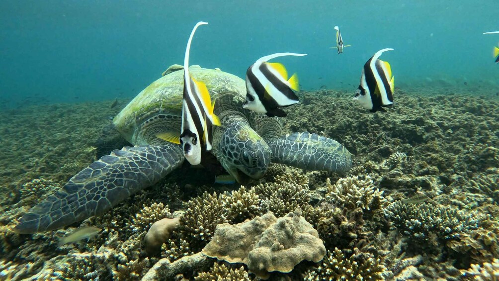 A sea turtle with two striped fish swimming nearby. 4