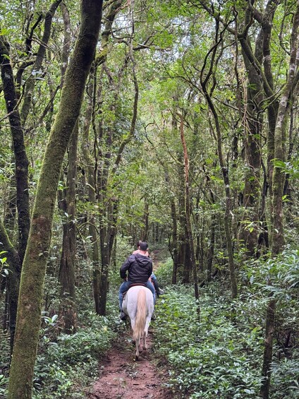 Picture 7 for Activity Epic Cloud Forest Horseback Riding Adventure in Boquete 2