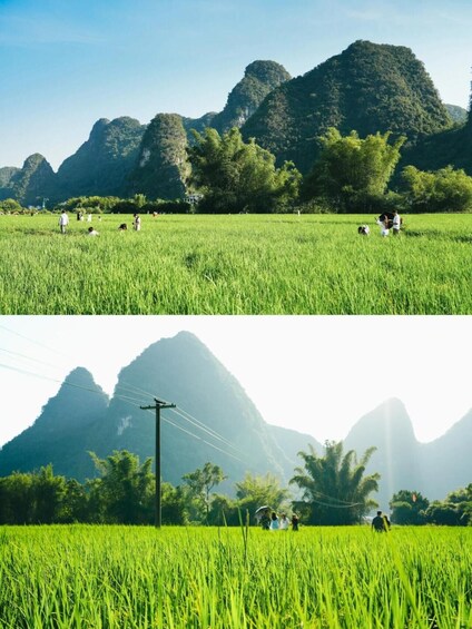 A lush green rice field with people working, surrounded by mountains. 4
