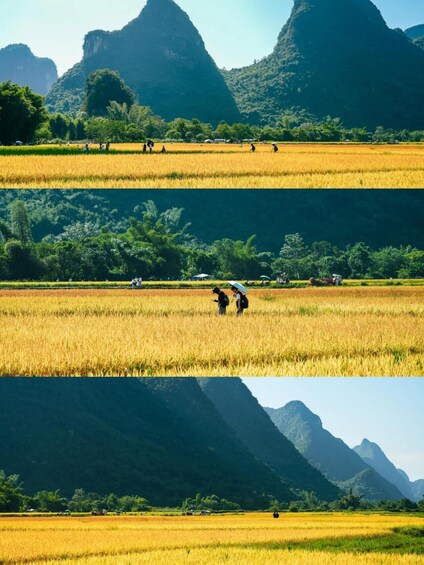 A rice paddy field with workers harvesting, surrounded by green hills and a prominent mountain. 2
