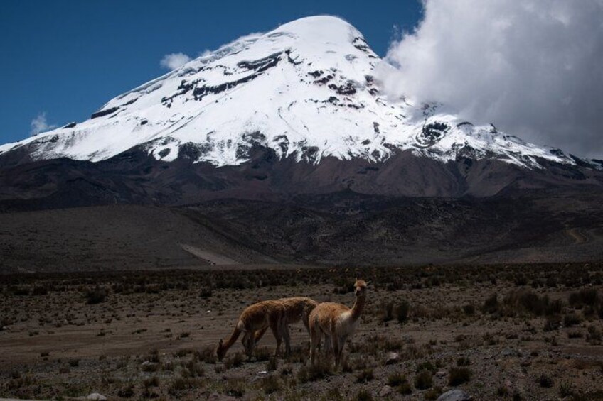 A snow-capped mountain, two giraffes grazing, and a clear sky. 2