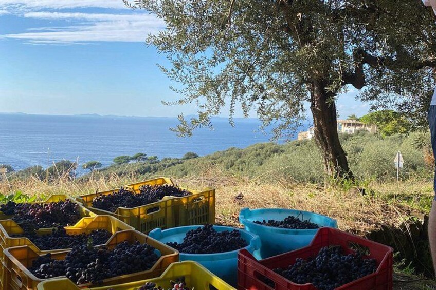 Casa Rispo Home Restaurant Sorrento : VineyardTour&WineTasting 3