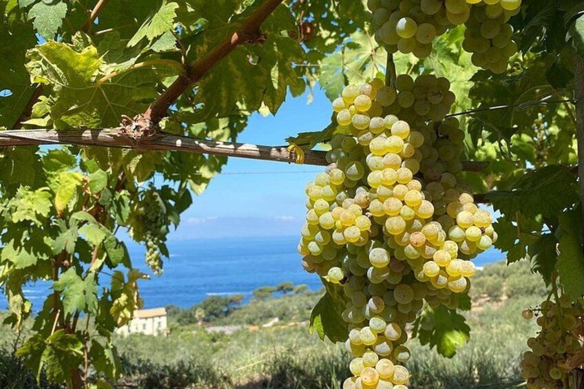 Casa Rispo Home Restaurant Sorrento : VineyardTour&WineTasting 5