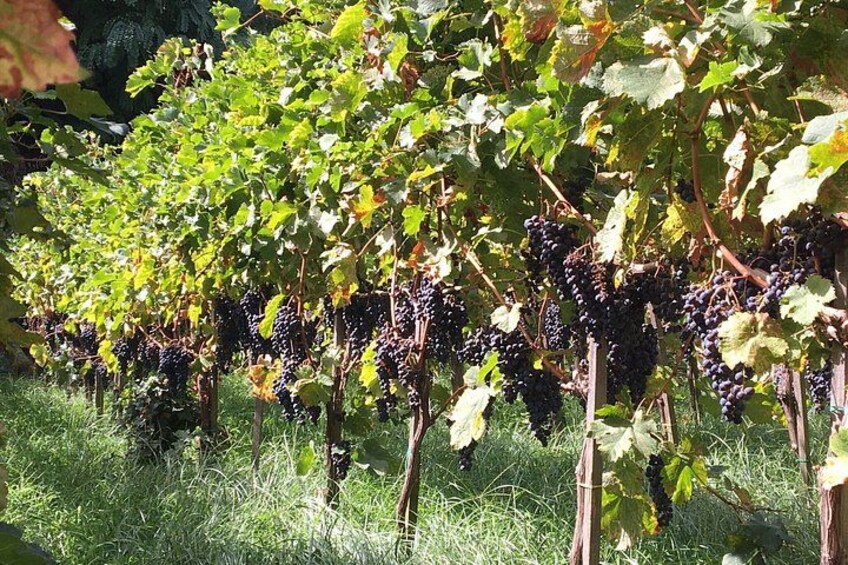 Casa Rispo Home Restaurant Sorrento : VineyardTour&WineTasting 4