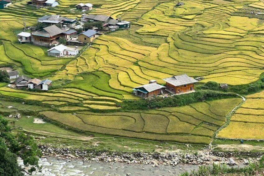 Terraced rice fields with houses. 1