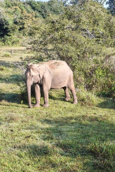 An elephant standing in a grassy field with trees in the background. 5