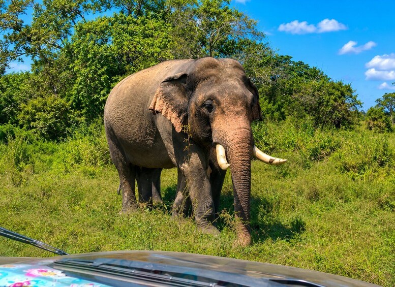 Picture 2 for Activity Hurulu Eco Park Private Jeep Safari, Sigiriya - All fees 5