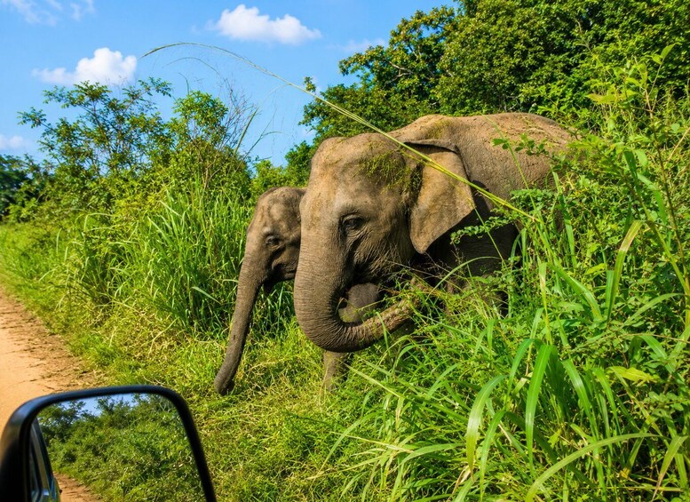 Picture 7 for Activity Hurulu Eco Park Private Jeep Safari, Sigiriya - All fees 3