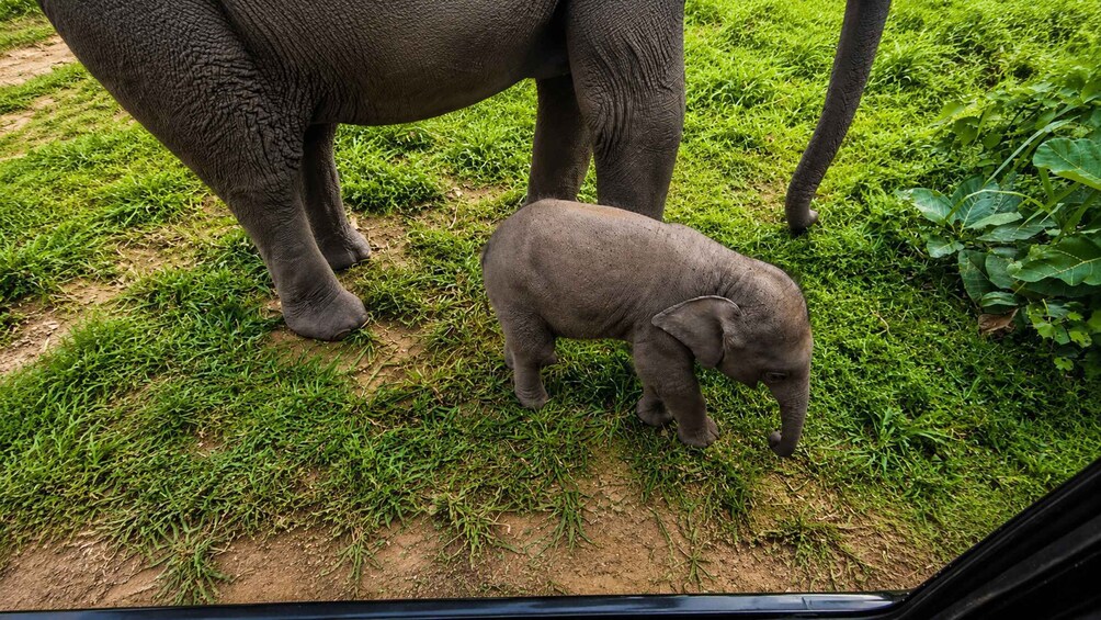 Picture 12 for Activity Hurulu Eco Park Private Jeep Safari, Sigiriya - All fees 2