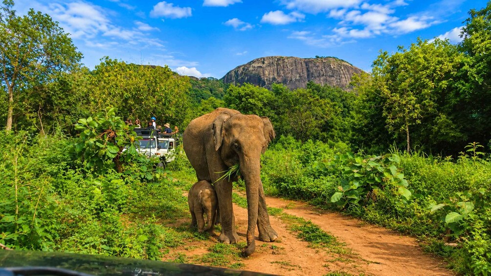 An elephant with a calf walking on a dirt path, surrounded by lush greenery and a white vehicle in the background. 2
