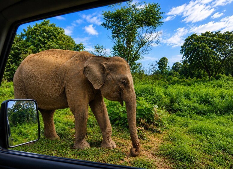 Picture 3 for Activity Hurulu Eco Park Private Jeep Safari, Sigiriya - All fees 4