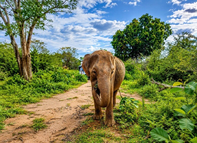 An elephant on a dirt path surrounded by lush greenery and trees. 3