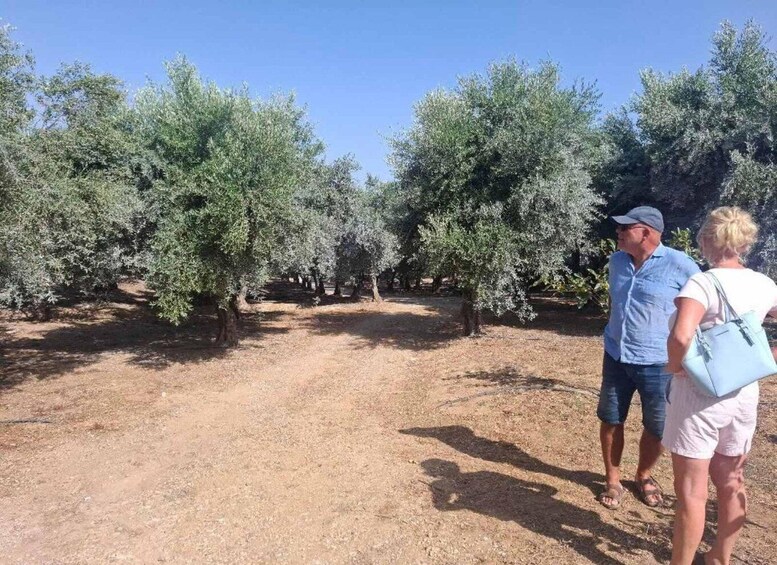 Picture 26 for Activity Olive Oil Tasting, local food and Farm Tour in Rethymno 5
