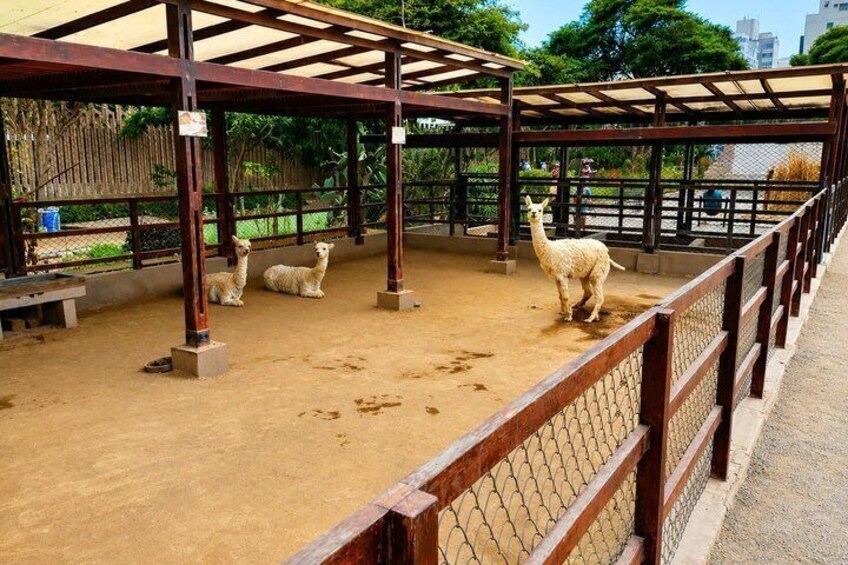 A llama enclosure with a wooden shelter and a dirt ground. 4