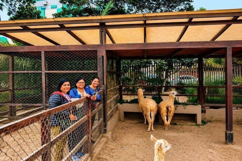 A fenced enclosure with llamas and a person leaning on the fence. 3