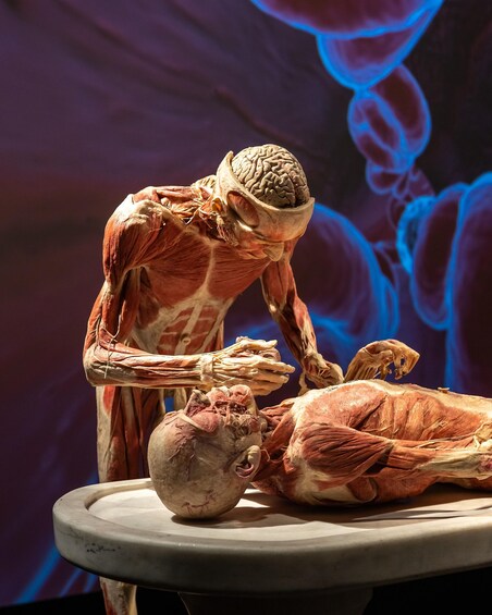 A human anatomical model with a brain and muscles. 1