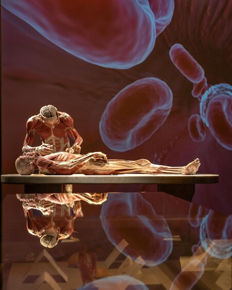 A human anatomical model on a reflective surface with a background of floating cells. 4