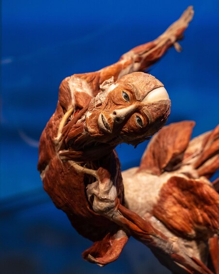A detailed anatomical model of a human figure with visible musculature. 2