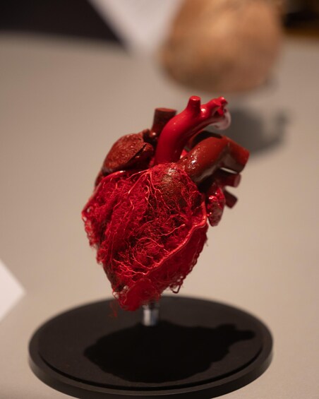 A detailed 3D model of a human heart on a display stand. 3
