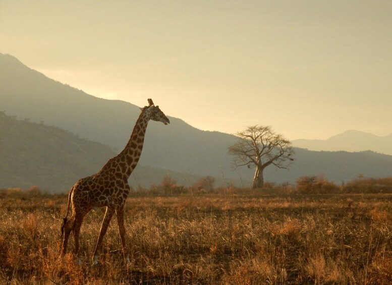 A giraffe in a grassy field with a tree and mountains in the background. 3