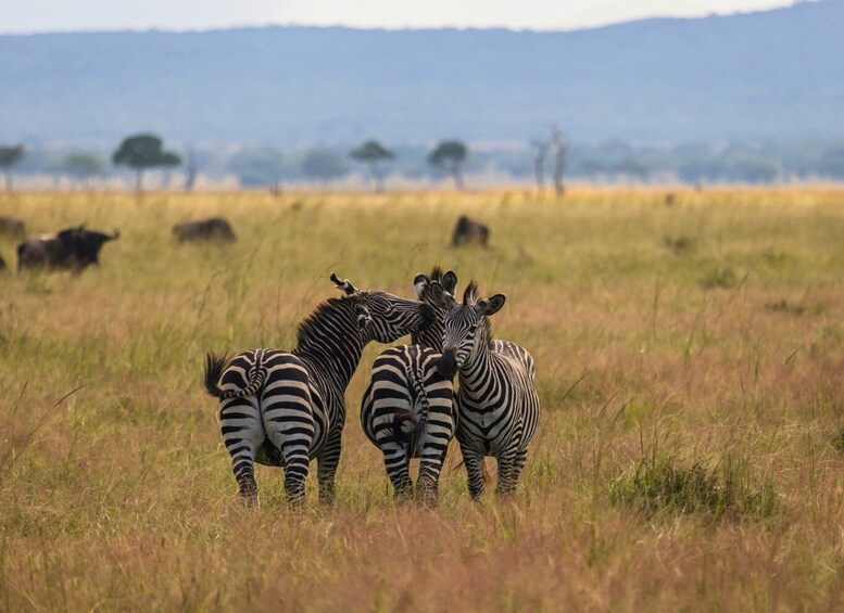 Zebras in a grassy field with a mountain range in the background. 5
