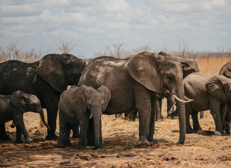 A herd of elephants in a dry, grassy landscape. 1