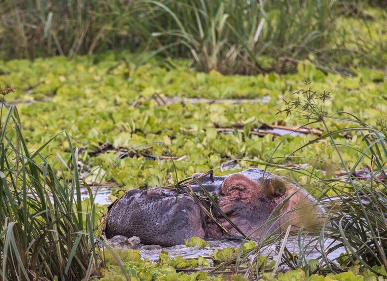 A large rock with a small animal on top, surrounded by water and greenery. 2