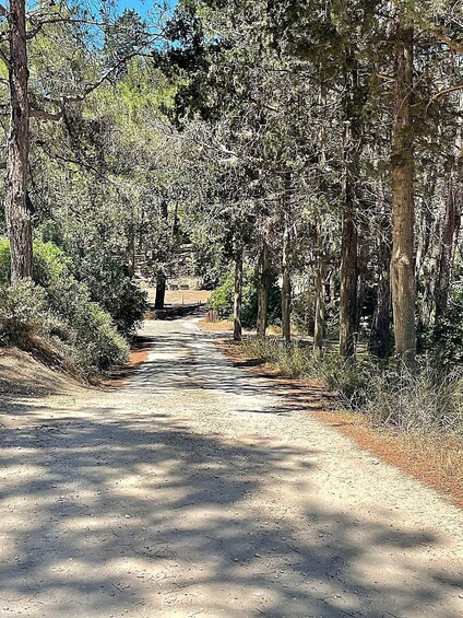A dirt road flanked by tall trees, leading to a distant structure. 2