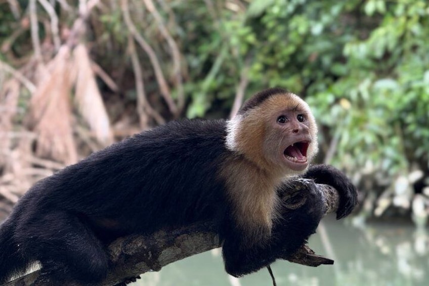 A monkey on a branch with a river and greenery in the background. 2