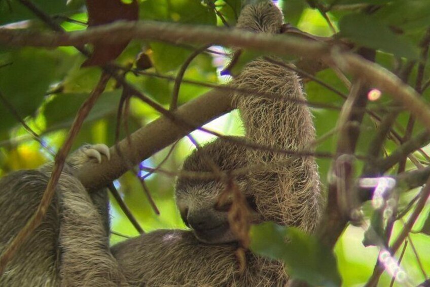 A sloth hanging from a tree branch. 5