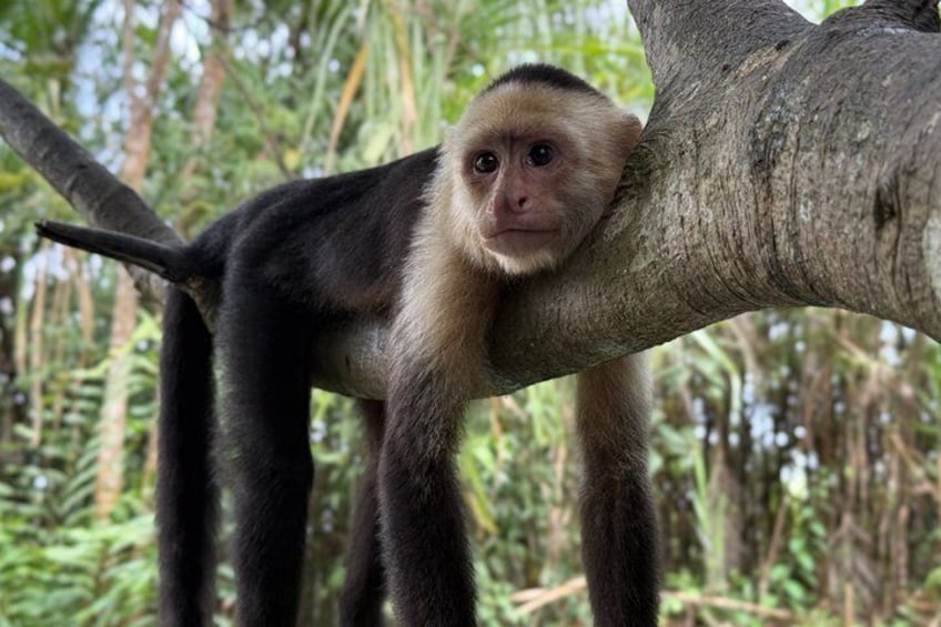 A monkey clinging to a tree branch in a dense forest. 1