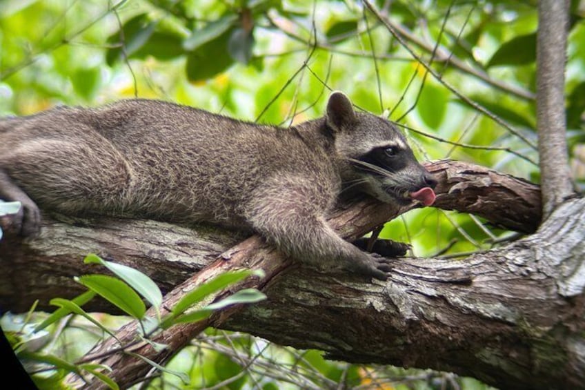 A raccoon resting on a tree branch surrounded by green foliage. 3