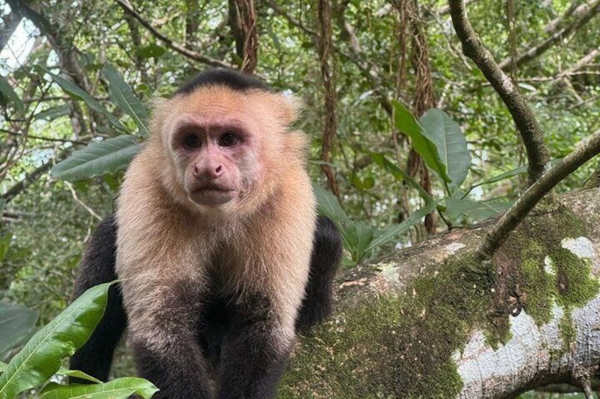 A monkey with a light brown face and darker fur, sitting on a moss-covered tree branch in a forest. 4