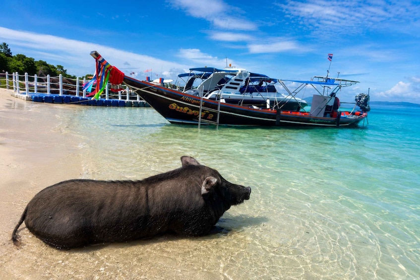A pig on a beach with a boat in the background. 2