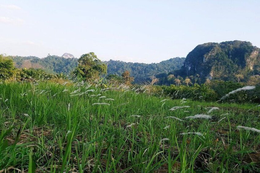 A grassy field with wildflowers and a mountain range in the background. 3